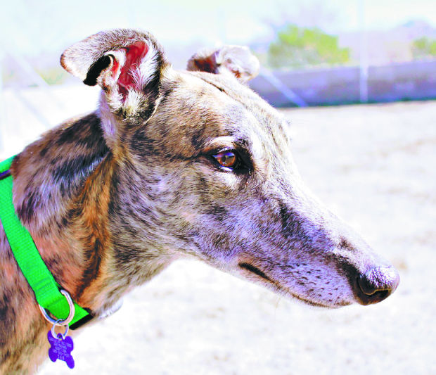 Adopt a friend